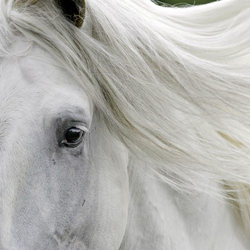 gros plan sur l'oeil d'un cheval blanc