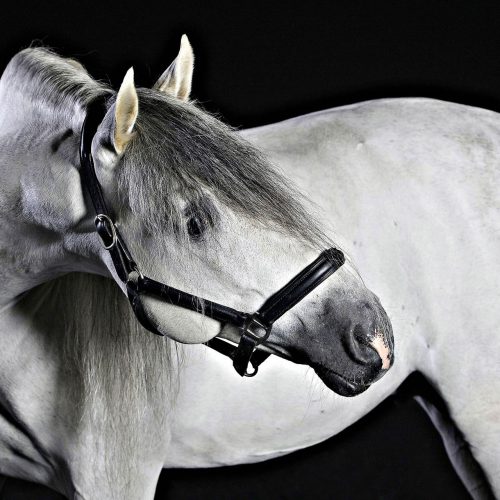 un cheval blanc qui regarde derrière lui