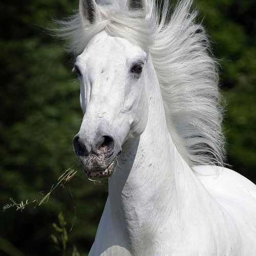 Un cheval blanc la grinière en l'air