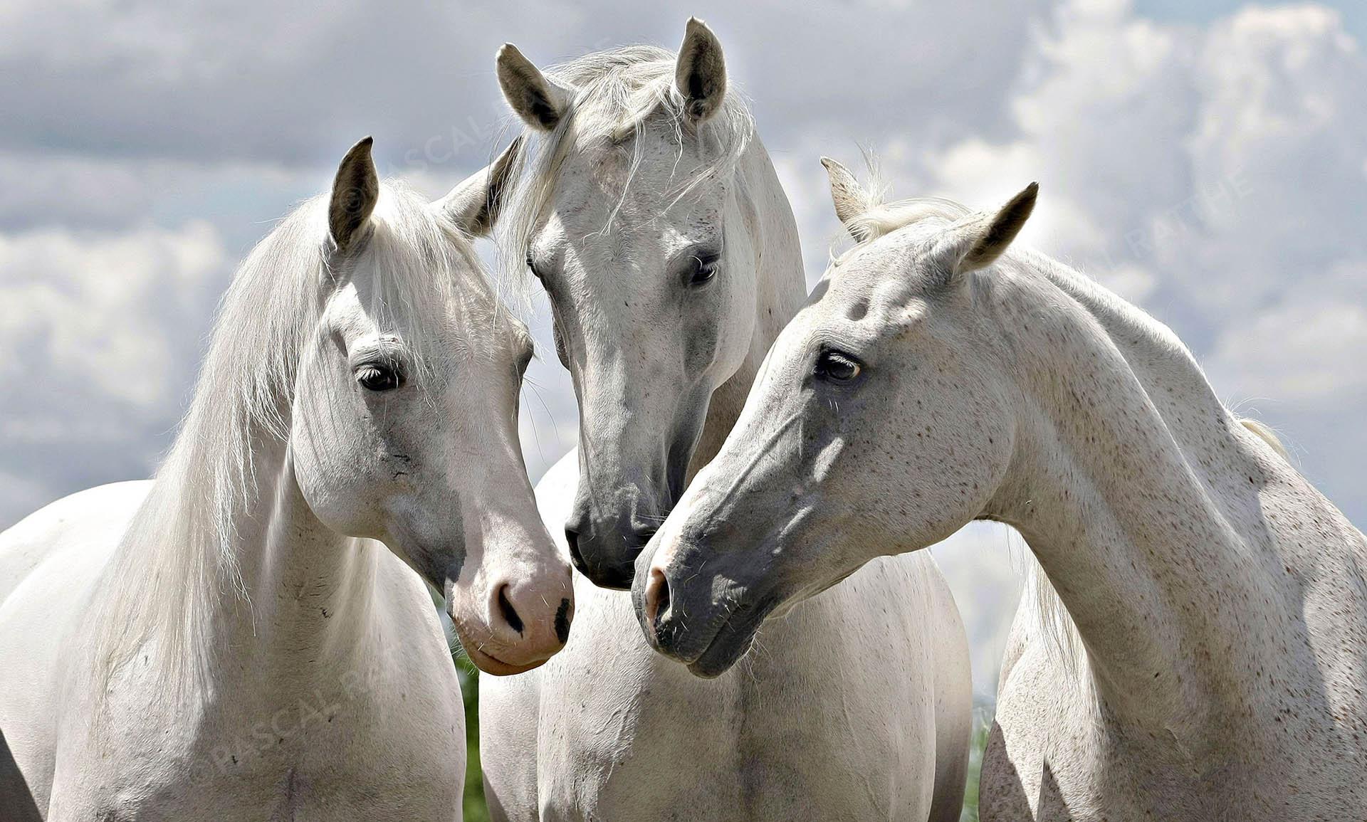3 chevaux blancs nez à nez