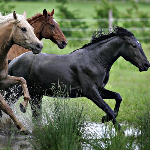 3 chevaux galopent dans l'eau