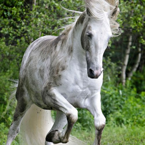 Un cheval blanc au cheveux blond