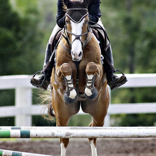 un joker saute avec son cheval