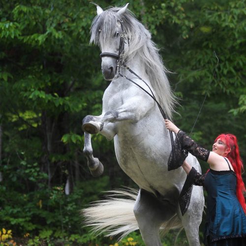Un cheval blanc sur ses 2 pattes de derrière
