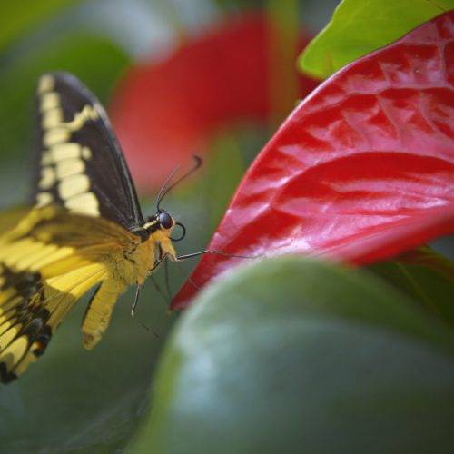 papillon jaune sur une fleur rouge à Québec