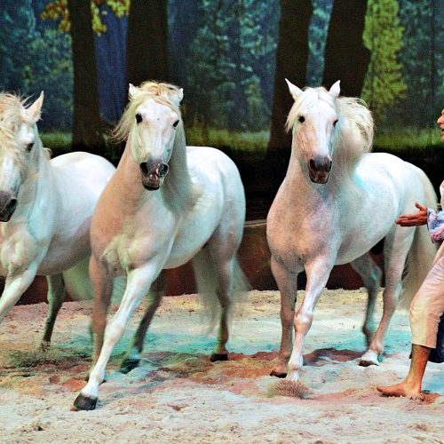 frédiric Pignon en prestation dans le spectacle Cavalia avec ses chevaux et le célèbre cheval Templado