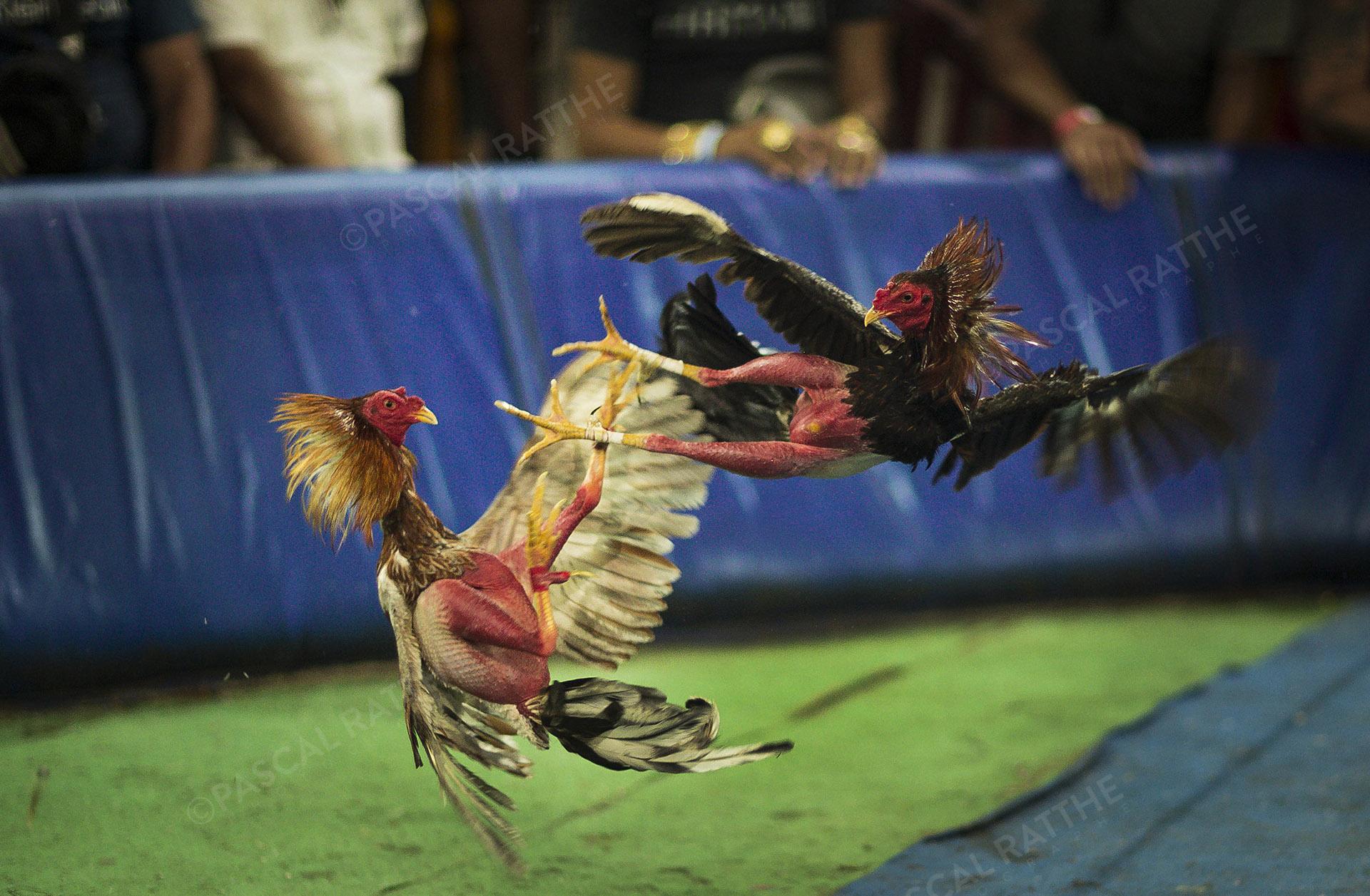 Les combats de coqs à Cuba